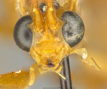 Media type: image;   Entomology 26160 Aspect: head frontal view
